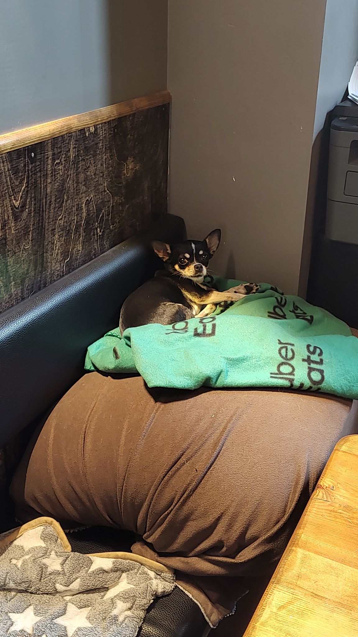 Cute dog picture at cafe